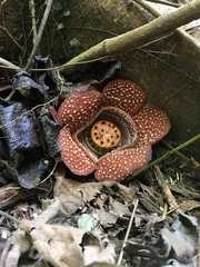 Rafflesia lagascae