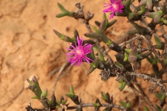 Smicrostigma viride