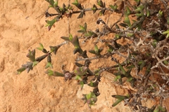 Smicrostigma viride