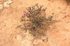 Smicrostigma viride