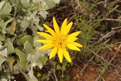 Berkheya cuneata