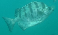 Selenotoca multifasciata