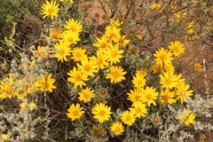 Berkheya cuneata