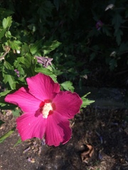 Hibiscus syriacus
