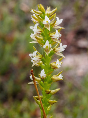 Prasophyllum spicatum