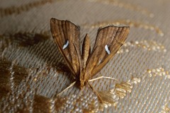 Uthinia albisignalis