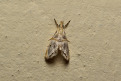 Nymphicula