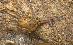 Stanisicarion aquila