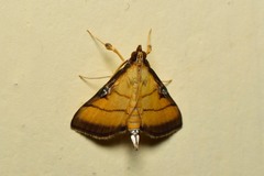 Cnaphalocrocis