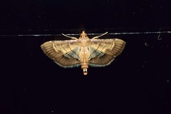 Cnaphalocrocis