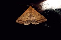 Ophiusa trapezium