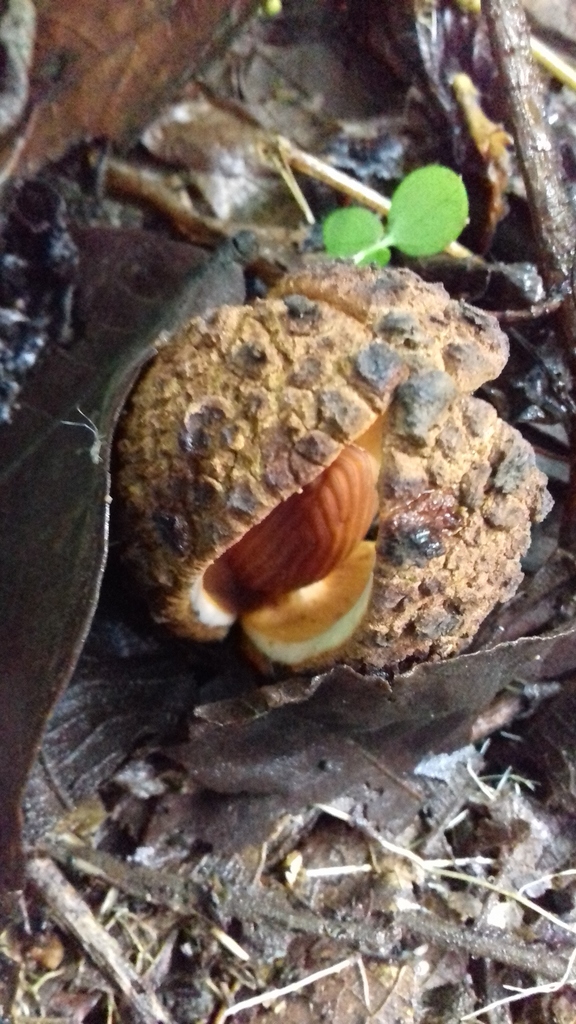 Prosopanche costaricensis