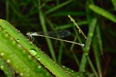 Aciagrion approximans