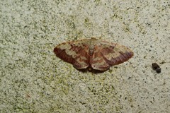 Idaea vacillata