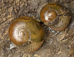 Stanisicarion aquila
