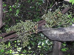 Gnetum luofuense