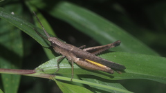 Phlaeoba fumosa