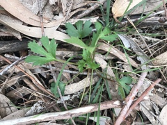 Trachymene composita