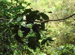 Gnetum luofuense
