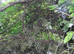 Gnetum luofuense