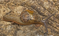 Stanisicarion aquila