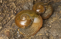 Stanisicarion aquila