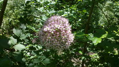 Allium decipiens quercetorum