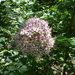 Allium decipiens quercetorum - Photo (c) Еlena, algunos derechos reservados (CC BY-NC), uploaded by Еlena