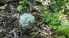 Allium decipiens quercetorum