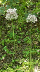 Allium decipiens quercetorum