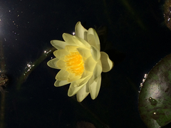 Nymphaea