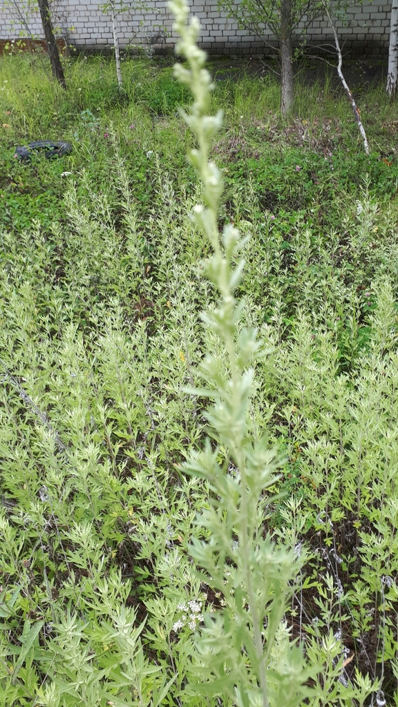 Artemisia dubia (Artemisia dubia)