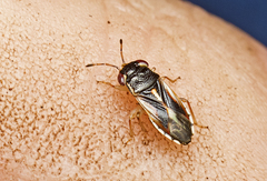 Stylogeocoris elongatus