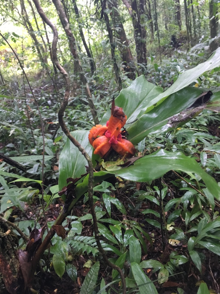 Hedychium philippinense
