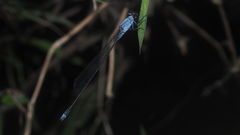 Pseudagrion pruinosum