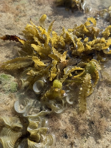 Sargassum echinocarpum observed 2025-04-28
