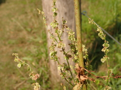 Rumex thyrsiflorus