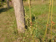 Rumex thyrsiflorus