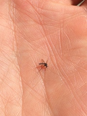 Aedes