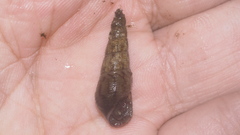 Image of Stenomelania plicaria