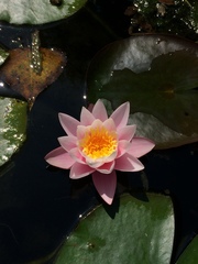 Nymphaea