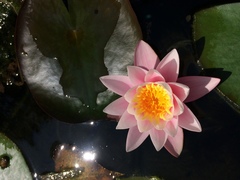 Nymphaea