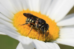 Dianthidium simile