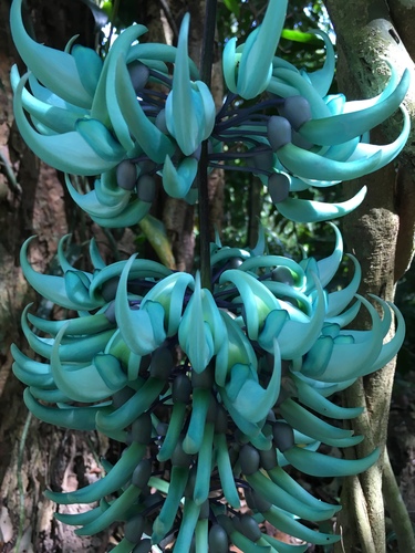 Strongylodon macrobotrys