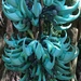 Jade Vine - Photo (c) Mark David, some rights reserved (CC BY-NC), uploaded by Mark David
