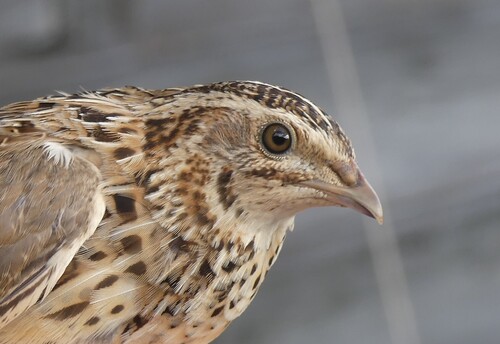 Codorniz común (Coturnix coturnix)