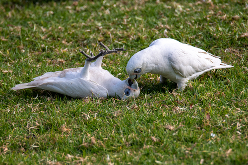 Little Corella