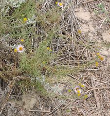Erigeron blochmaniae