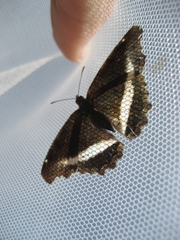 Eurytela hiarbas