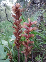 Orobanche laxissima